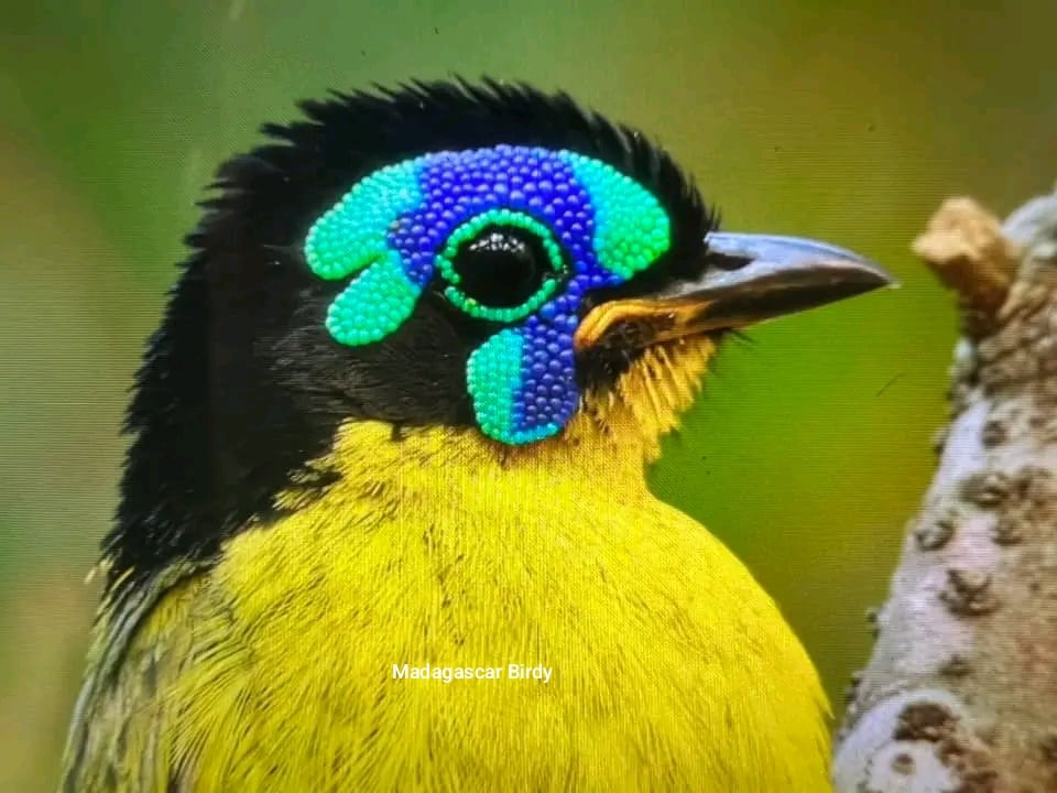 Schlegel's Asity - rare endemic Madagascar bird